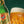 Load image into Gallery viewer, Zlatý Bažant Golden Pheasant Beer